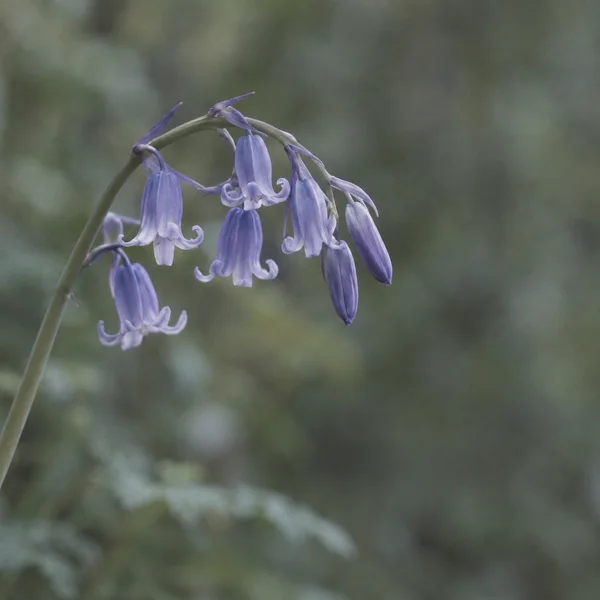 A curved green stem bearing several hanging blue-violet bell-shaped flowers fills the left side of the square image, against a soft, muted green woodland blur…
