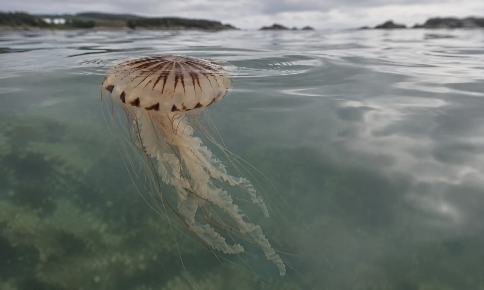 A translucent compass jellyfish with a pale amber bell and brown radial markings drifts beneath the rippled surface of muted coastal water, its frilled arms…