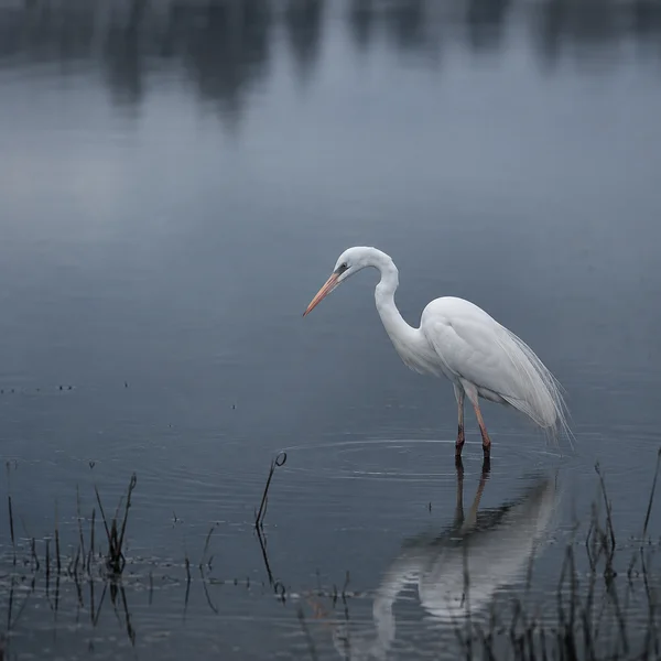 A white great egret stands in shallow blue-gray wetland water, its head lowered and long bill angled toward the surface.