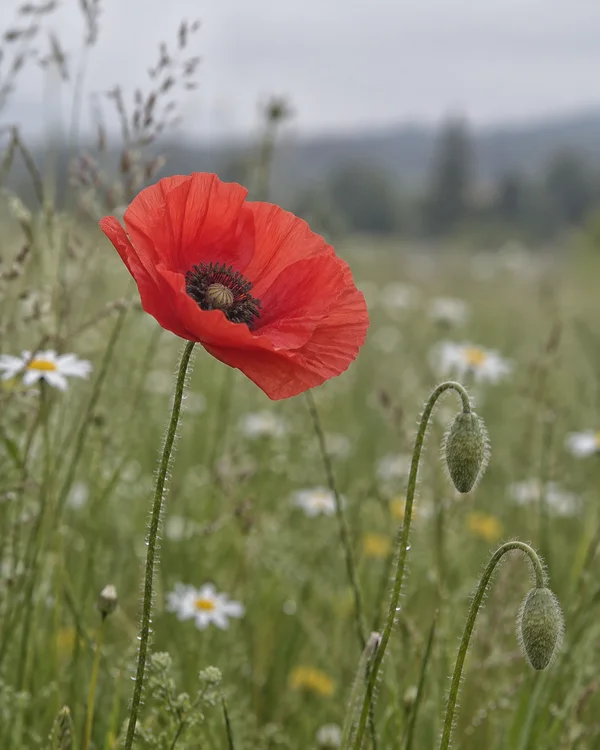 A red poppy with thin, crinkled petals and a dark centre rises on a dew-beaded hairy stem, with two drooping buds and blurred daisies in a soft green meadow…