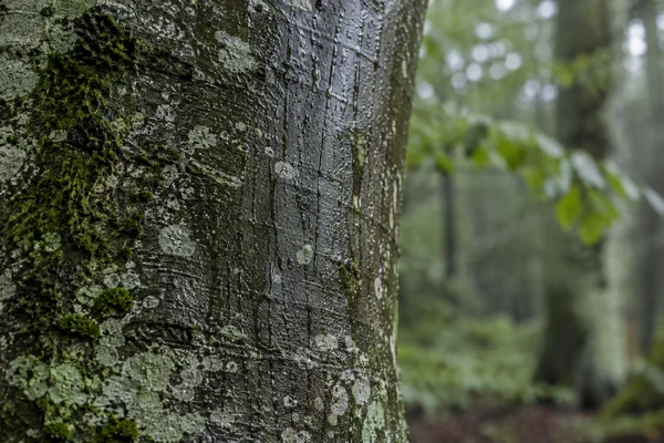 A rain-darkened grey tree trunk covered with pale lichen and green moss fills the left side, with fine water streaks and droplets; softly blurred woodland…