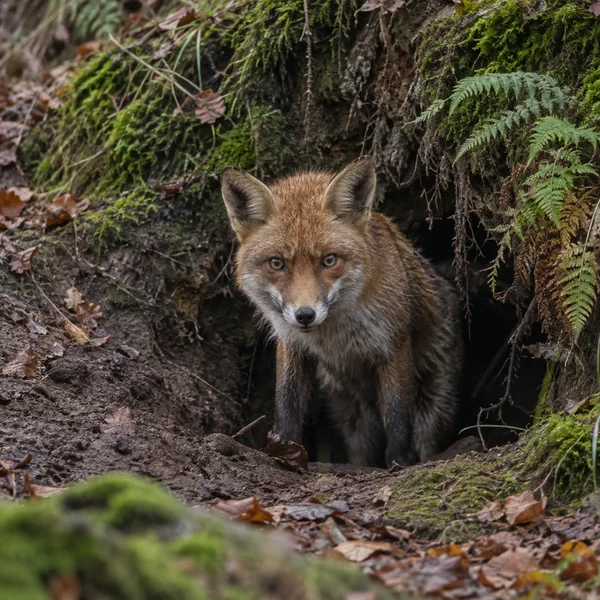 A red fox stands partly out of a dark earth den beneath a mossy, fern-covered bank, staring toward the camera amid damp soil and fallen leaves.