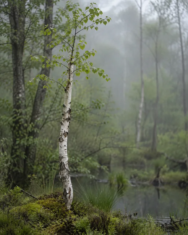 A slender pale-barked birch sapling with fresh green leaves stands on a mossy hummock beside dark water in a softly misted woodland.