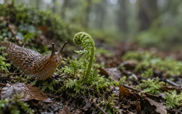 A brown, mottled slug with raised eyestalks moves through damp moss and leaf litter beside a curled young fern, with the woodland background softly blurred.