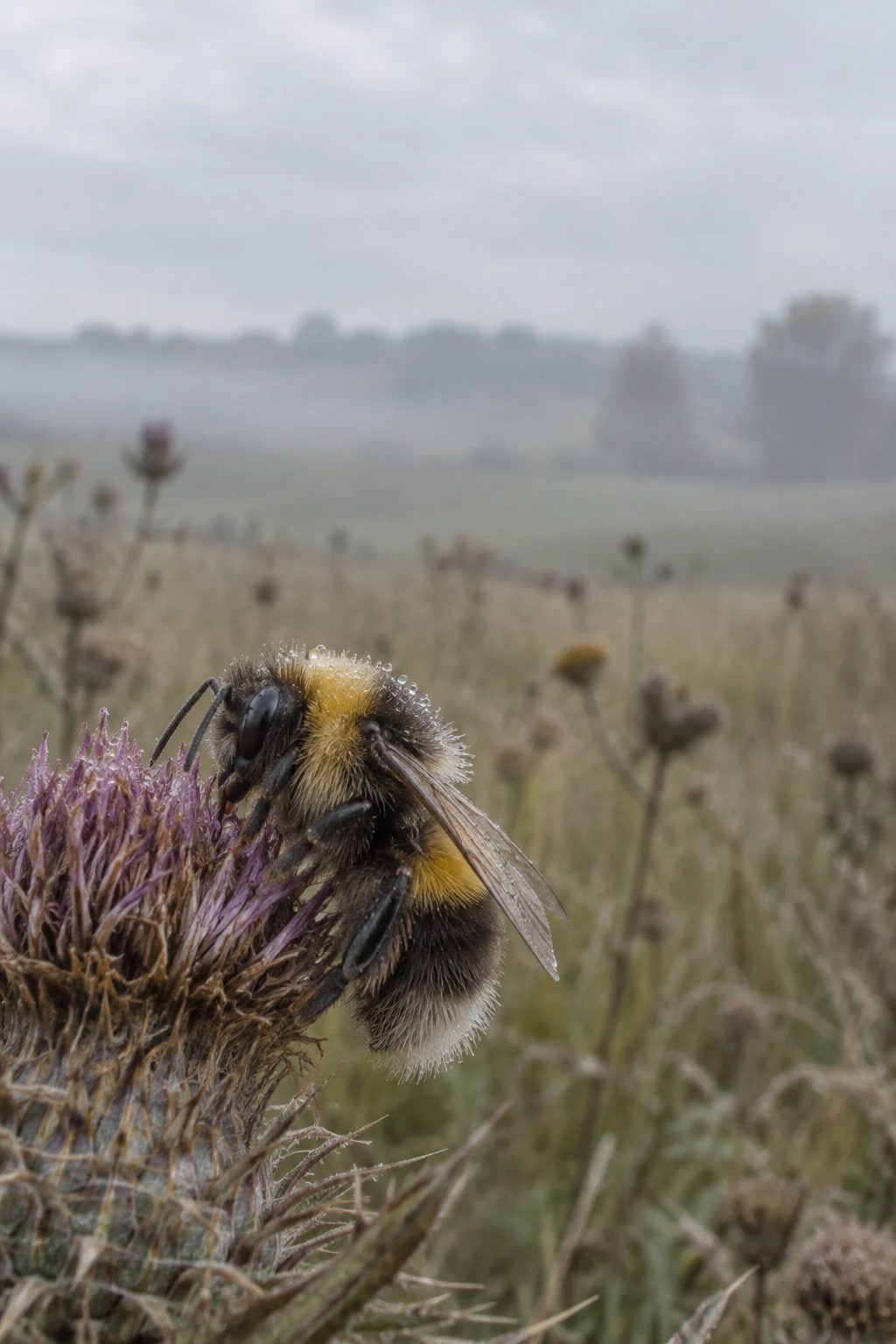A large buff-and-dark-banded bumblebee with dew on its fur clings to a faded purple thistle in a misty meadow, with a blurred hedgerow and pale sky behind it.