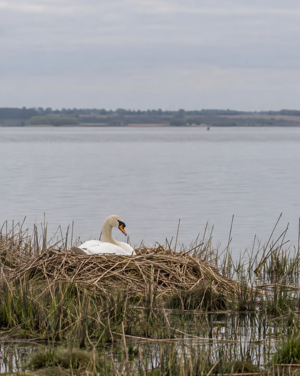 A white mute swan sits low on a broad mound of dry reeds at the water’s edge, with calm grey water, a distant shoreline and pale overcast sky behind it.