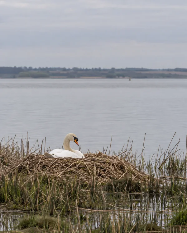 A white mute swan sits low on a broad mound of dry reeds at the water’s edge, with calm grey water, a distant shoreline and pale overcast sky behind it.