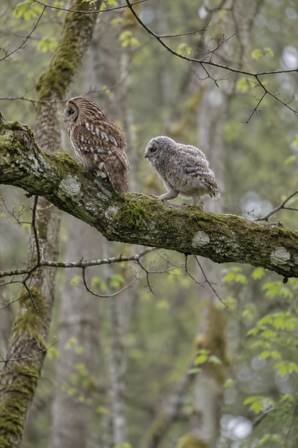 An adult tawny owl and a fluffy grey-buff fledgling perch on a moss-covered branch in a softly blurred deciduous woodland.