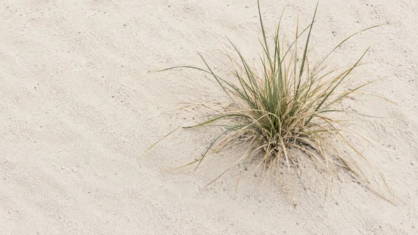 A single tuft of green and straw-colored desert grass spreads across pale sand, positioned right of center with open sand filling the left side.