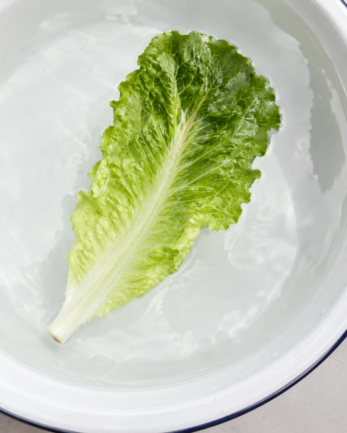A large green romaine leaf floats diagonally in shallow water inside a white enamel basin, with its pale stem pointing toward the lower left and the curved…