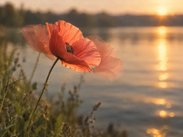 A coral-red poppy on a slender curved stem appears in three translucent positions beside calm water at sunset, with blurred grasses in the foreground and…