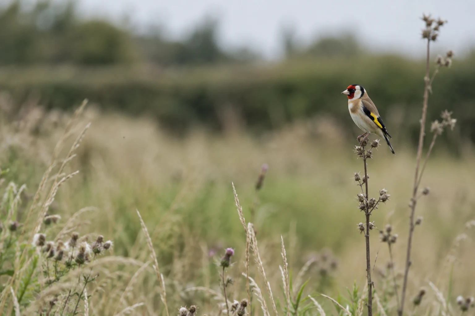 A European goldfinch perches on a dry seed-bearing stem in a meadow, with pale grasses in the foreground and a soft, muted hedge in the distance.