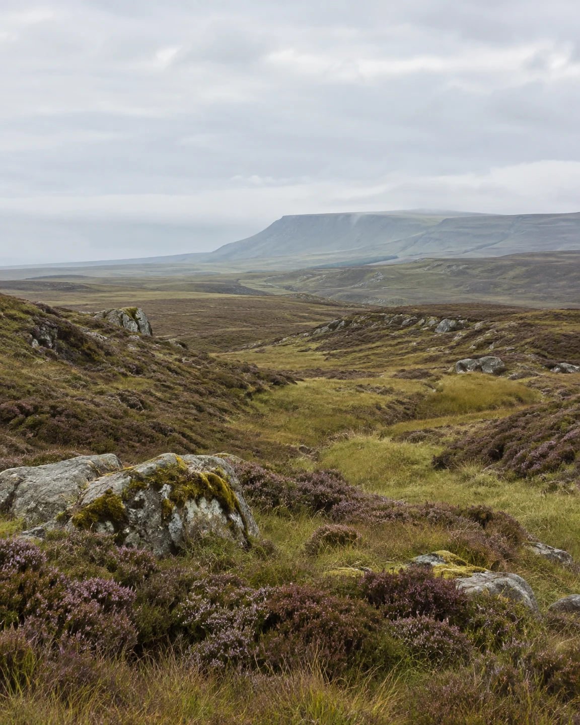 A sheltered hollow of purple-brown heather, wet-looking grass and moss-covered grey boulders opens onto rolling upland terrain and a distant flat-topped…