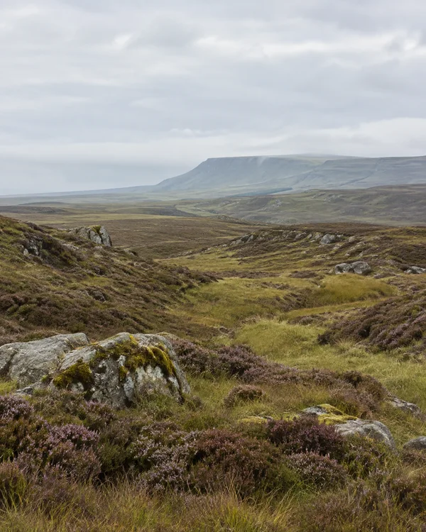 A sheltered hollow of purple-brown heather, wet-looking grass and moss-covered grey boulders opens onto rolling upland terrain and a distant flat-topped…