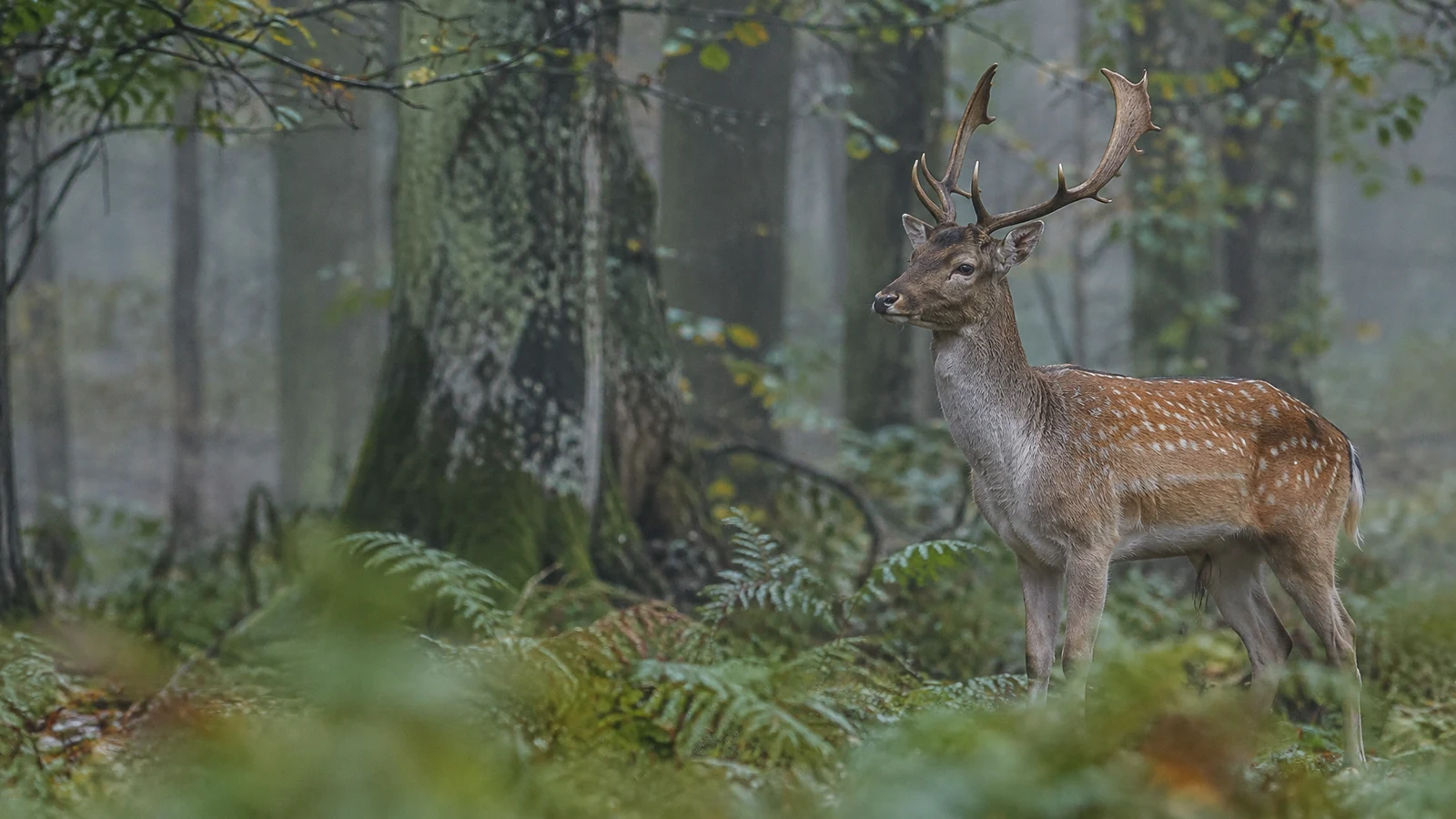 A pale-spotted chestnut fallow deer buck stands in a fern-covered woodland clearing, positioned on the right against softly misted tree trunks.
