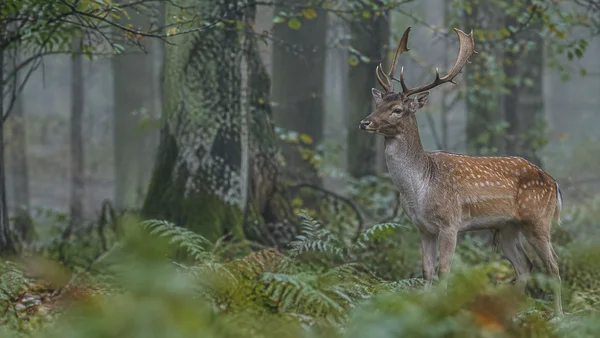 A pale-spotted chestnut fallow deer buck stands in a fern-covered woodland clearing, positioned on the right against softly misted tree trunks.
