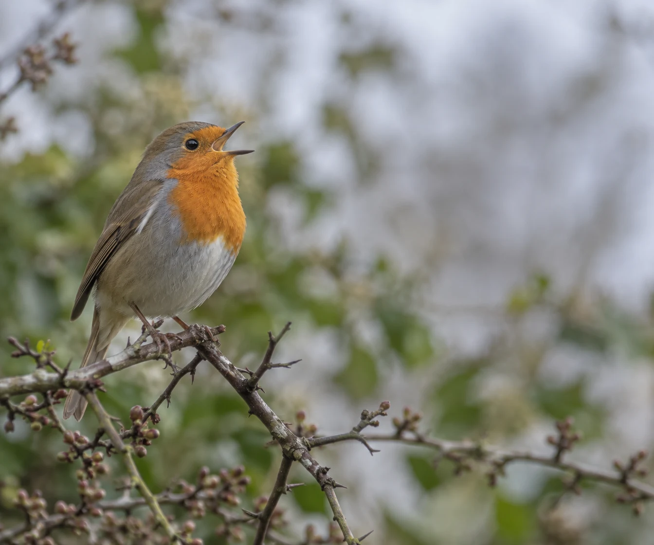 A European robin with an open beak perches on a thorny hawthorn branch, its orange-red breast prominent against a softly blurred green and pale-grey background.