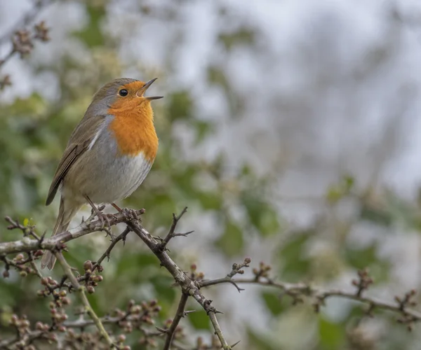 A European robin with an open beak perches on a thorny hawthorn branch, its orange-red breast prominent against a softly blurred green and pale-grey background.