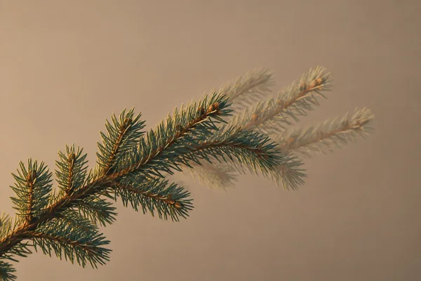 A spruce bough with short blue-green needles stretches from the lower left toward the right against a warm taupe background, with two faint overlapping echoes…