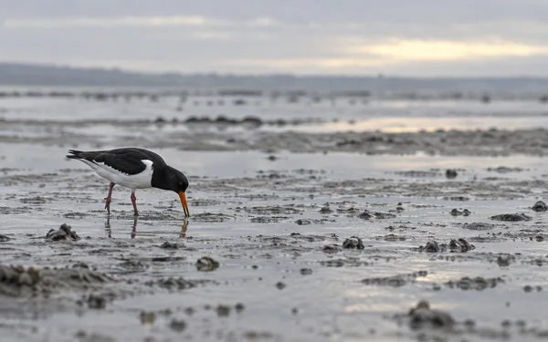 A black-and-white Eurasian oystercatcher with an orange-red bill and pink legs forages in shallow water on rippled estuary mud, with a softly blurred grey…