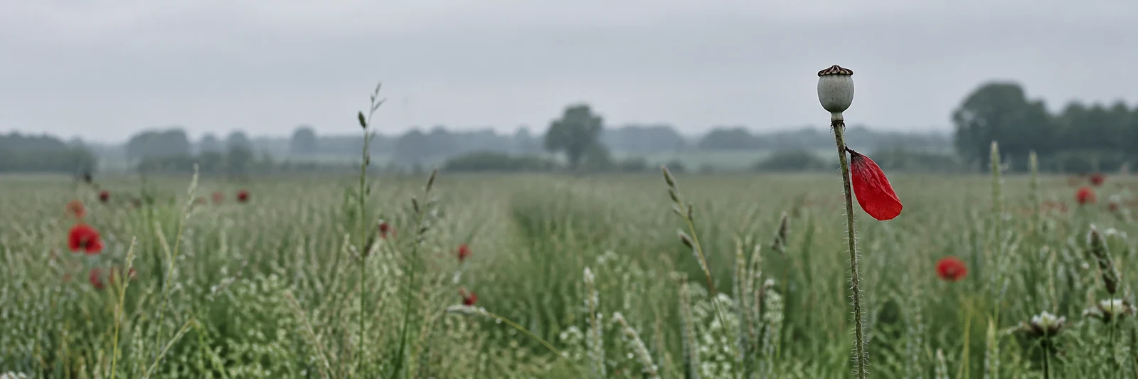 A dried poppy capsule with a single scarlet petal clinging to its hairy stem rises above a meadow of pale grasses, with blurred red poppies and a distant…