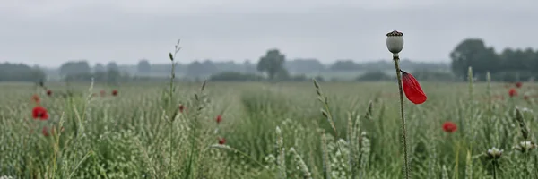 A dried poppy capsule with a single scarlet petal clinging to its hairy stem rises above a meadow of pale grasses, with blurred red poppies and a distant…