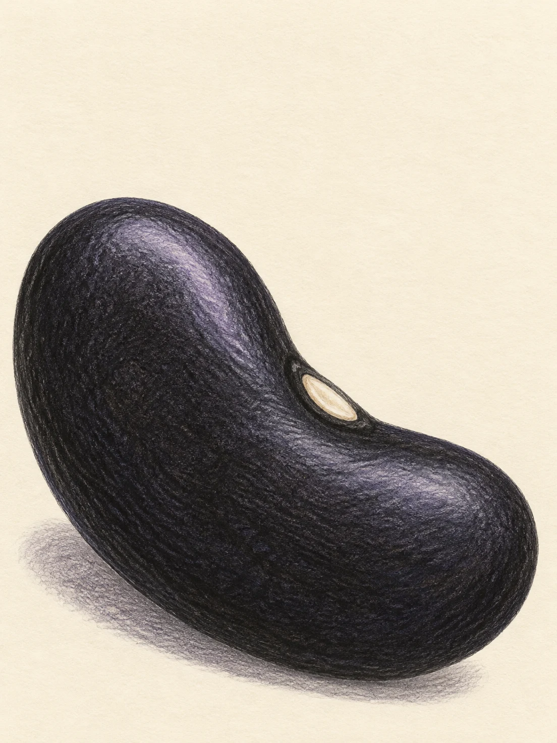 A large charcoal-black bean lies diagonally across textured warm cream paper, with a pale oval hilum, muted lavender highlights and a soft gray-violet shadow.