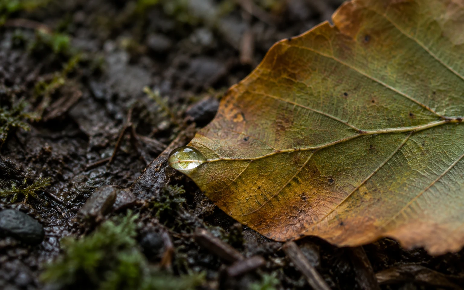 A large olive and amber fallen leaf lies on dark, damp woodland soil, with its diagonal veins and a clear dewdrop in sharp focus; moss and debris blur around…
