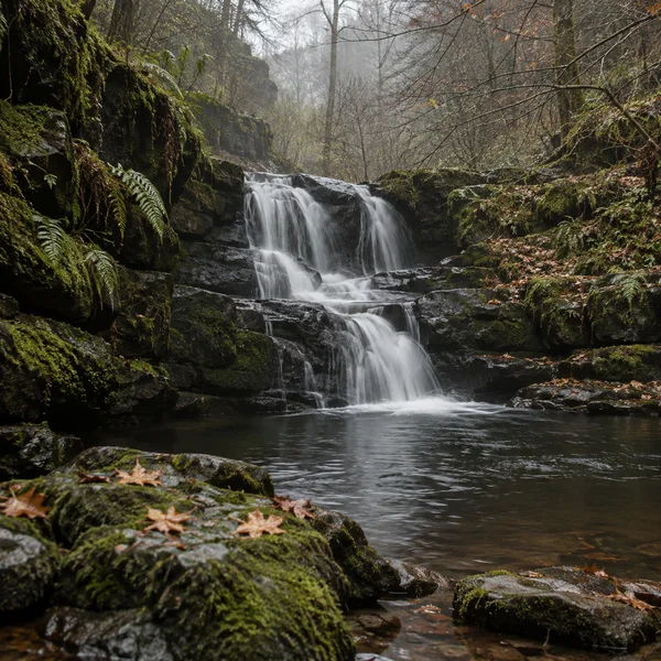 A small multi-tier waterfall flows over dark moss-covered rock ledges into a calm pool in a wooded ravine, with ferns, fallen amber leaves, bare branches and a…