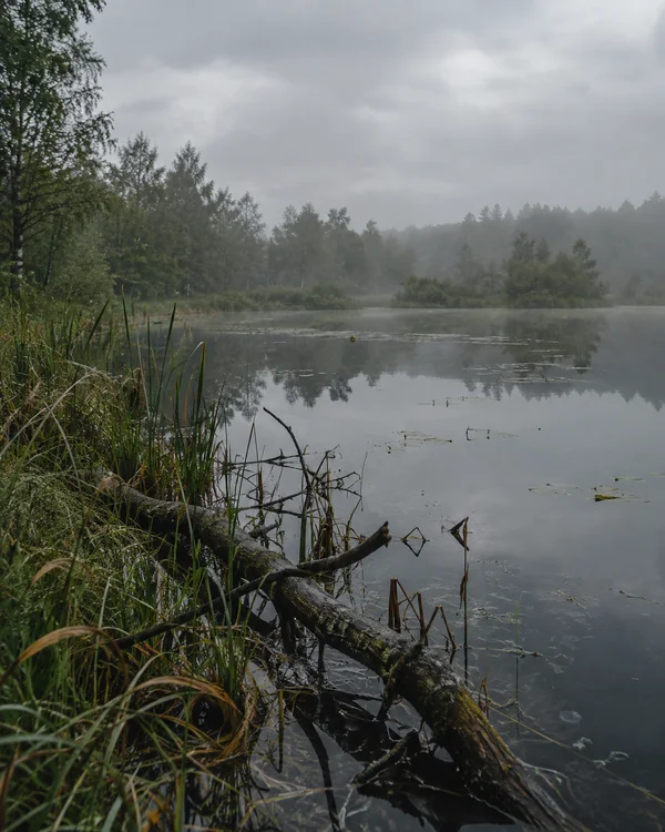A weathered fallen branch extends diagonally from the sedge-covered pond edge into still grey water, with a misty tree line beneath a heavy overcast sky.