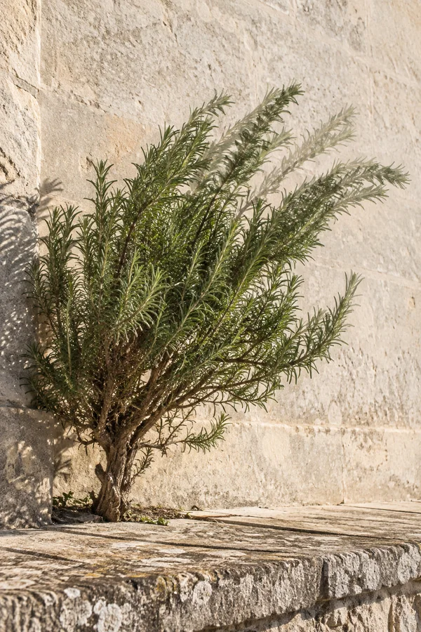 A rosemary bush grows from a soil-filled joint at the edge of a weathered limestone terrace, with its woody base crisp and its upper branches appearing in…