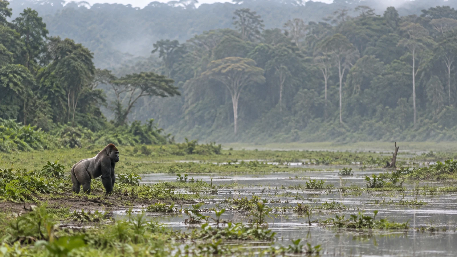 A dark-furred gorilla stands on its knuckles at the edge of a shallow, plant-filled stream in a broad rainforest clearing, with misty forest rising in the…