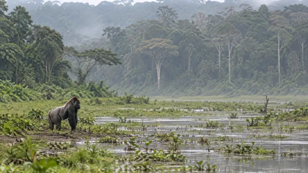 A dark-furred gorilla stands on its knuckles at the edge of a shallow, plant-filled stream in a broad rainforest clearing, with misty forest rising in the…