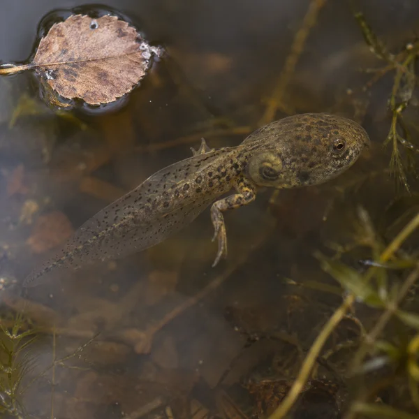 A large mottled tadpole with a speckled translucent tail and developing legs hangs beneath the surface of brown marsh water; a pale brown leaf floats at the…