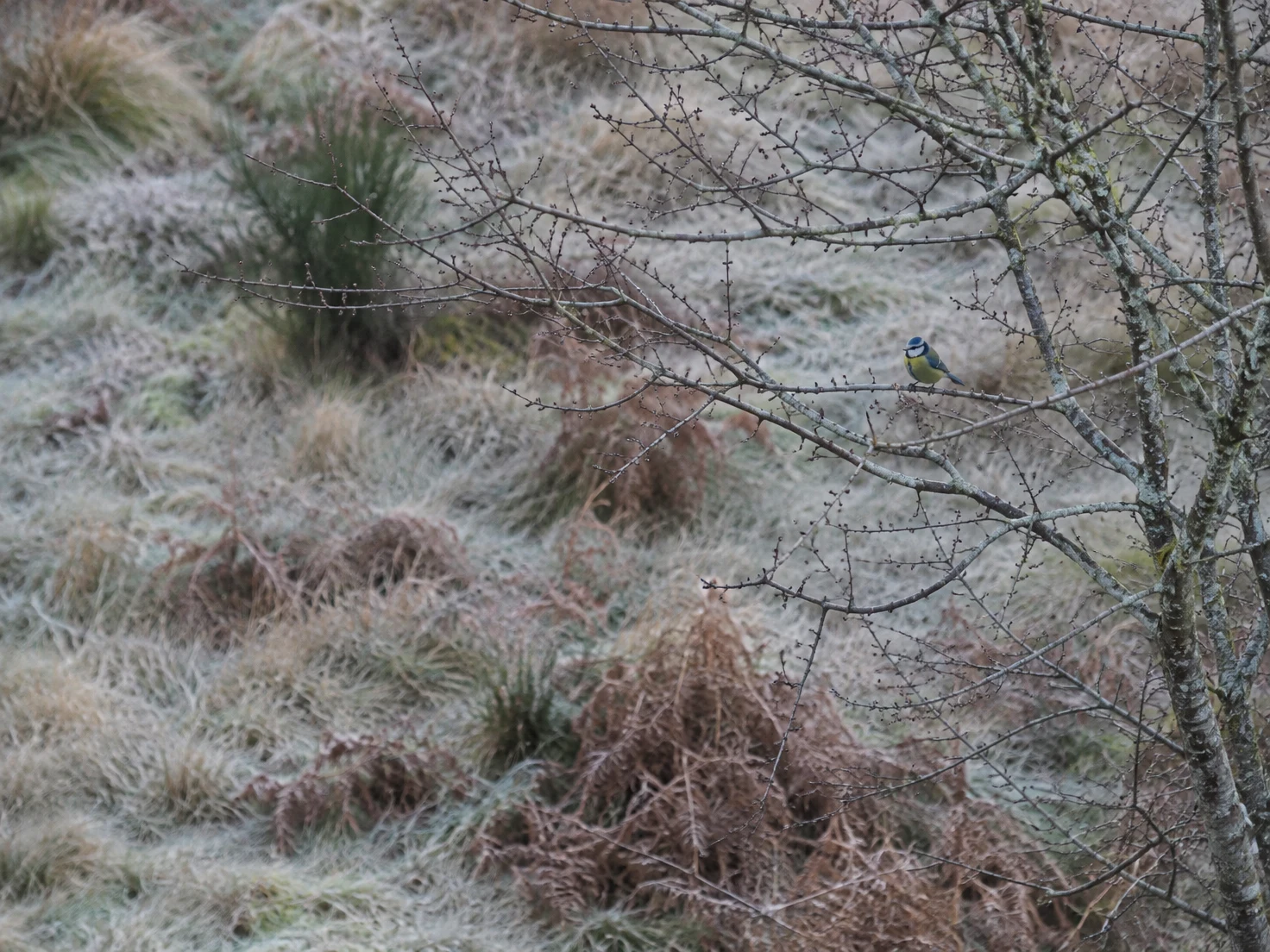 A small blue tit perches on a bare branch above frosted grass and brown bracken, with a web of thin branches crossing the frame.