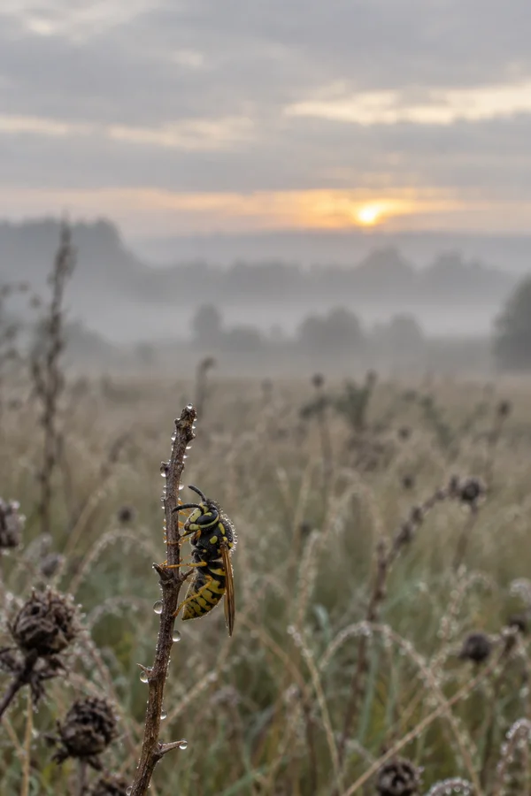 A yellow-and-black wasp clings to a dew-beaded dry stem in a misty meadow, with pale grasses and a warm low sun blurred in the background.