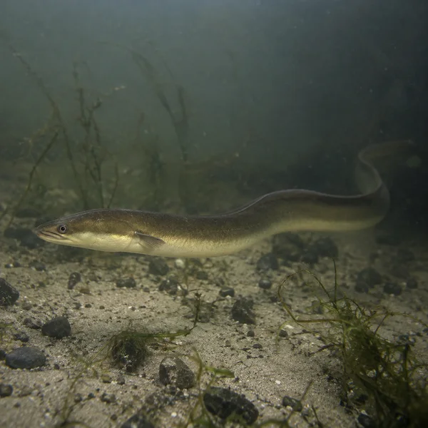 A European eel glides above a sandy, pebble-strewn riverbed, its olive-brown body curving through murky grey-green water among sparse aquatic plants.