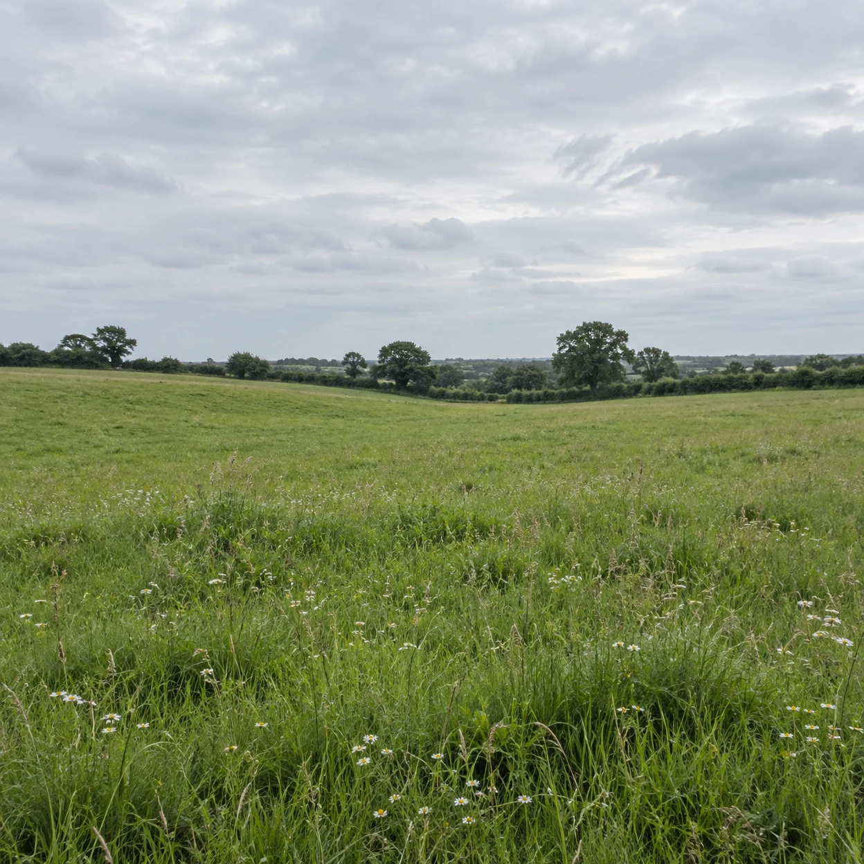 A gently rolling green pasture with fine grasses and small white daisies in the foreground, leading to a distant hedgerow and scattered trees beneath a pale…