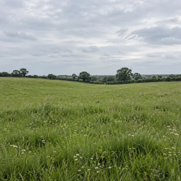 A gently rolling green pasture with fine grasses and small white daisies in the foreground, leading to a distant hedgerow and scattered trees beneath a pale…