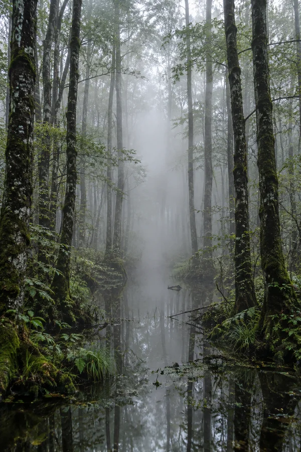 A dense column of pale mist rises through slender dark tree trunks above a still, reflective pool in a damp, green woodland.