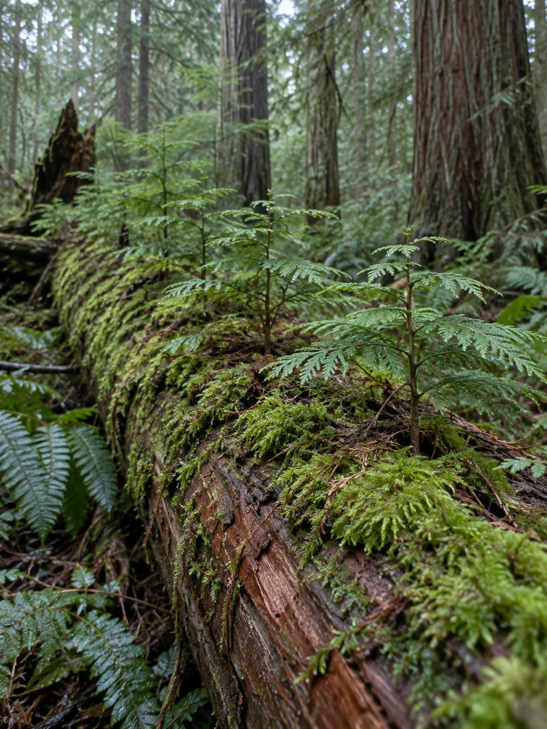 A moss-covered fallen log runs diagonally through a temperate forest, with several small cedar seedlings growing along its top among ferns and tall tree trunks.