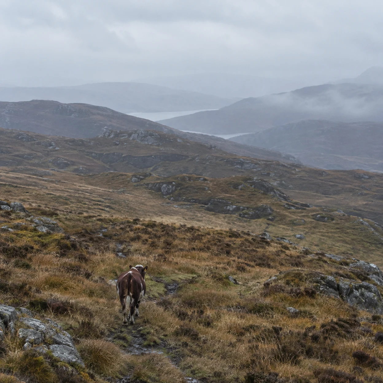 A dark brown-and-white cow walks away along a muddy track across a rocky upland moor, with tawny grasses, heather and misty ridges beneath a pale grey sky.