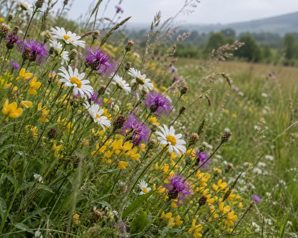 A dense patch of white daisies, purple knapweed and yellow flowers fills the foreground of a grassy meadow, with soft hills blurred in the distance and open…