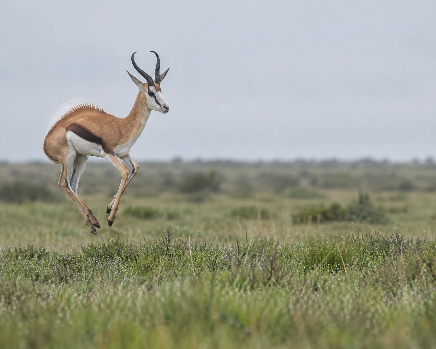 A springbok with a raised white dorsal crest leaps above green and straw-coloured grassland, facing right beneath a pale grey sky.