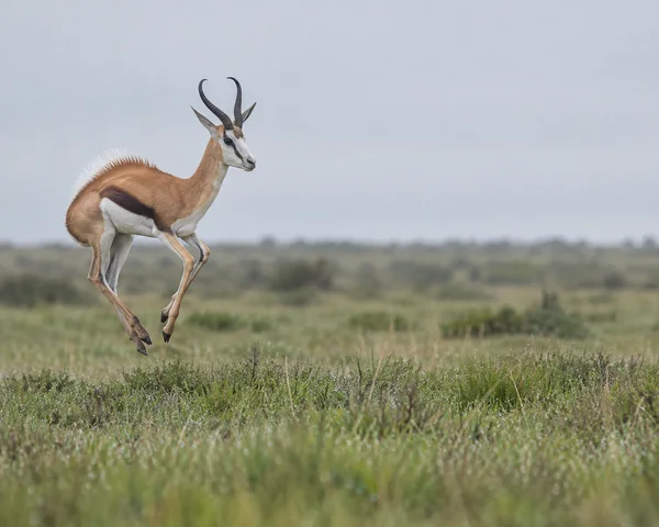 A springbok with a raised white dorsal crest leaps above green and straw-coloured grassland, facing right beneath a pale grey sky.