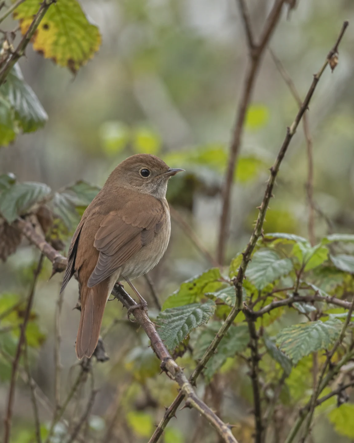 A russet-brown songbird perches on a thorny branch amid soft-focus green leaves and woodland stems, shown in profile with its head turned slightly toward the…
