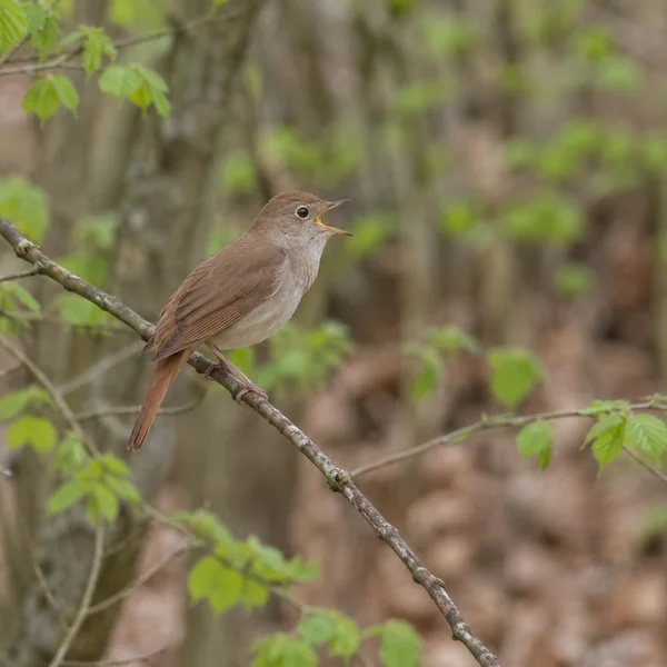 A small russet-brown songbird perches with its bill open on a diagonal branch, against a softly blurred woodland background with green leaves and brown ground…