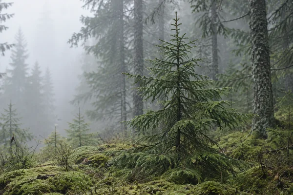 A young dark-green fir stands on a mossy forest floor, its layered branches dotted with droplets.