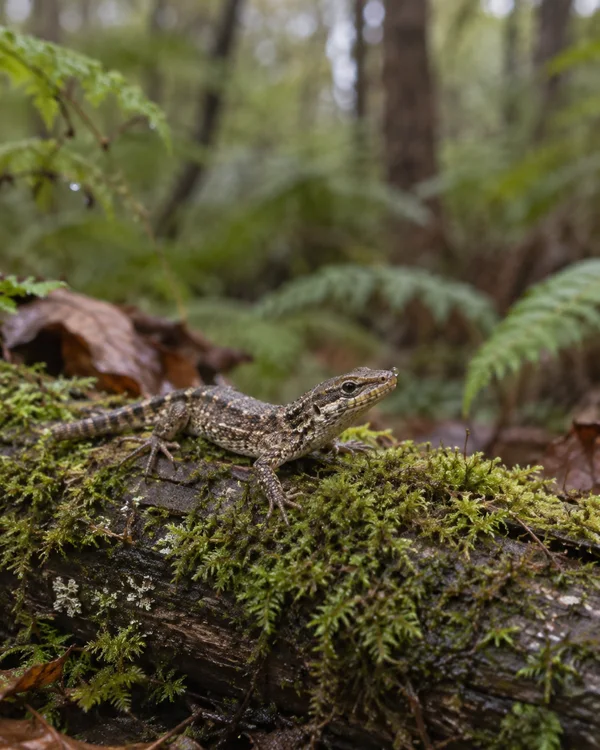 A mottled brown-grey lizard rests on a moss-covered fallen log in a damp woodland, with its head raised and a small droplet near its snout; ferns and tree…