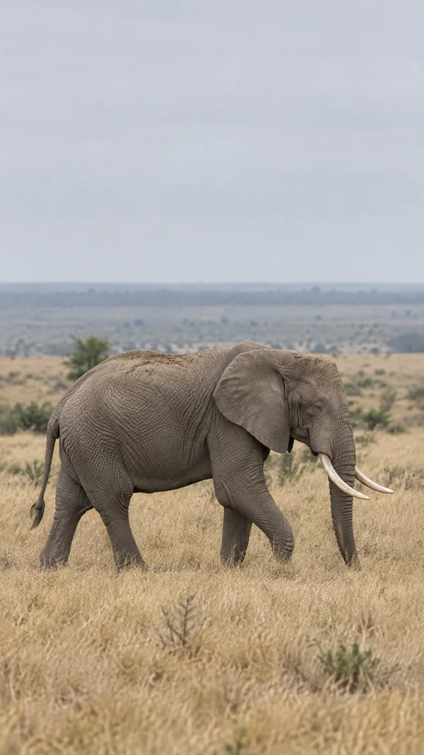 A single adult elephant walks through dry golden grass, shown mostly side-on with its full body, wrinkled grey skin, large ears and two tusks visible.